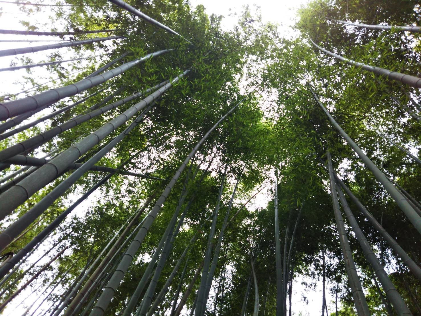 竹 たけ タケ スター食堂株式会社